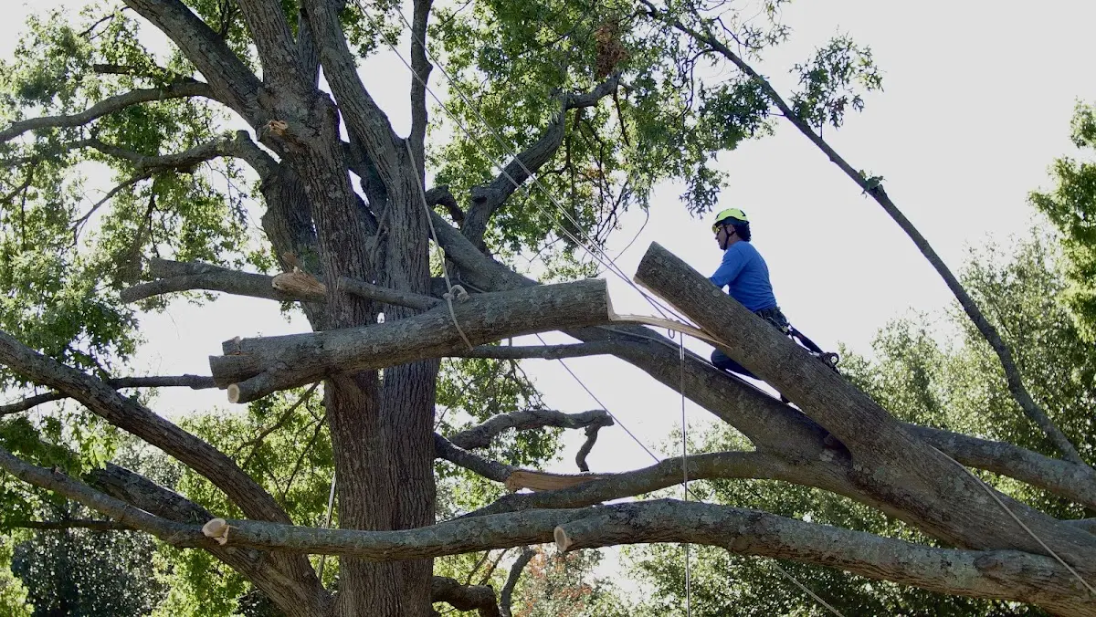 Professional Hazardous Tree Removal performed by certified arborists in Barnesville